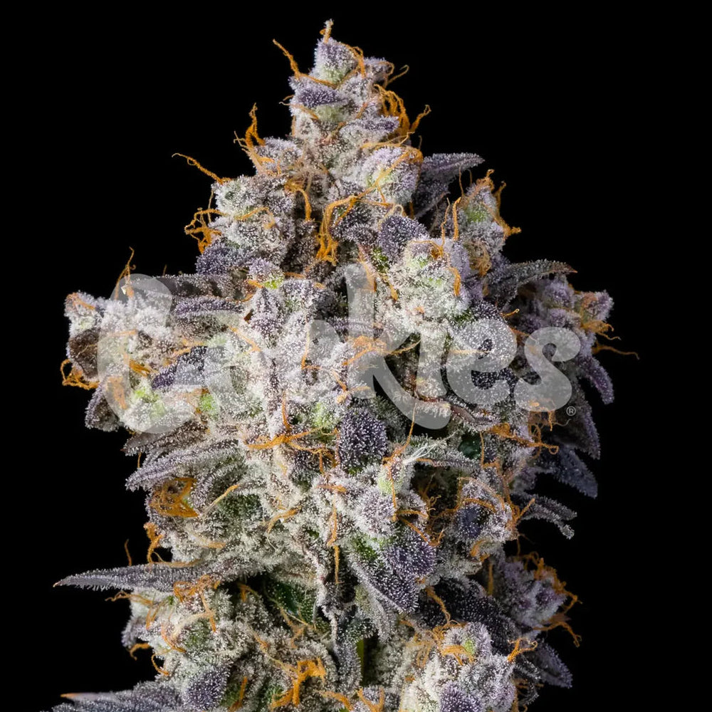 Cherry Zelato fem Cannabis-Pflanze mit harzigen Blüten vor neutralem Hintergrund – Cookies