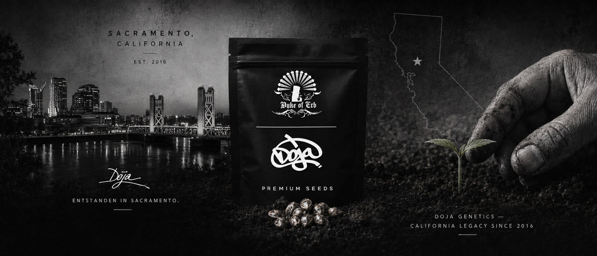 DOJA Seeds Verpackung vor der Skyline von Sacramento mit einer Karte von Kalifornien und einer jungen Cannabispflanze.