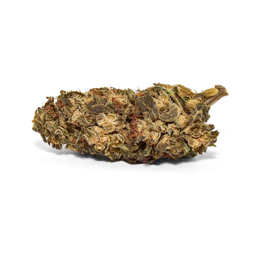 CBC+ Blüte Gelato mit kompakter Knospe, heller Oberfläche und dichter Trichomschicht