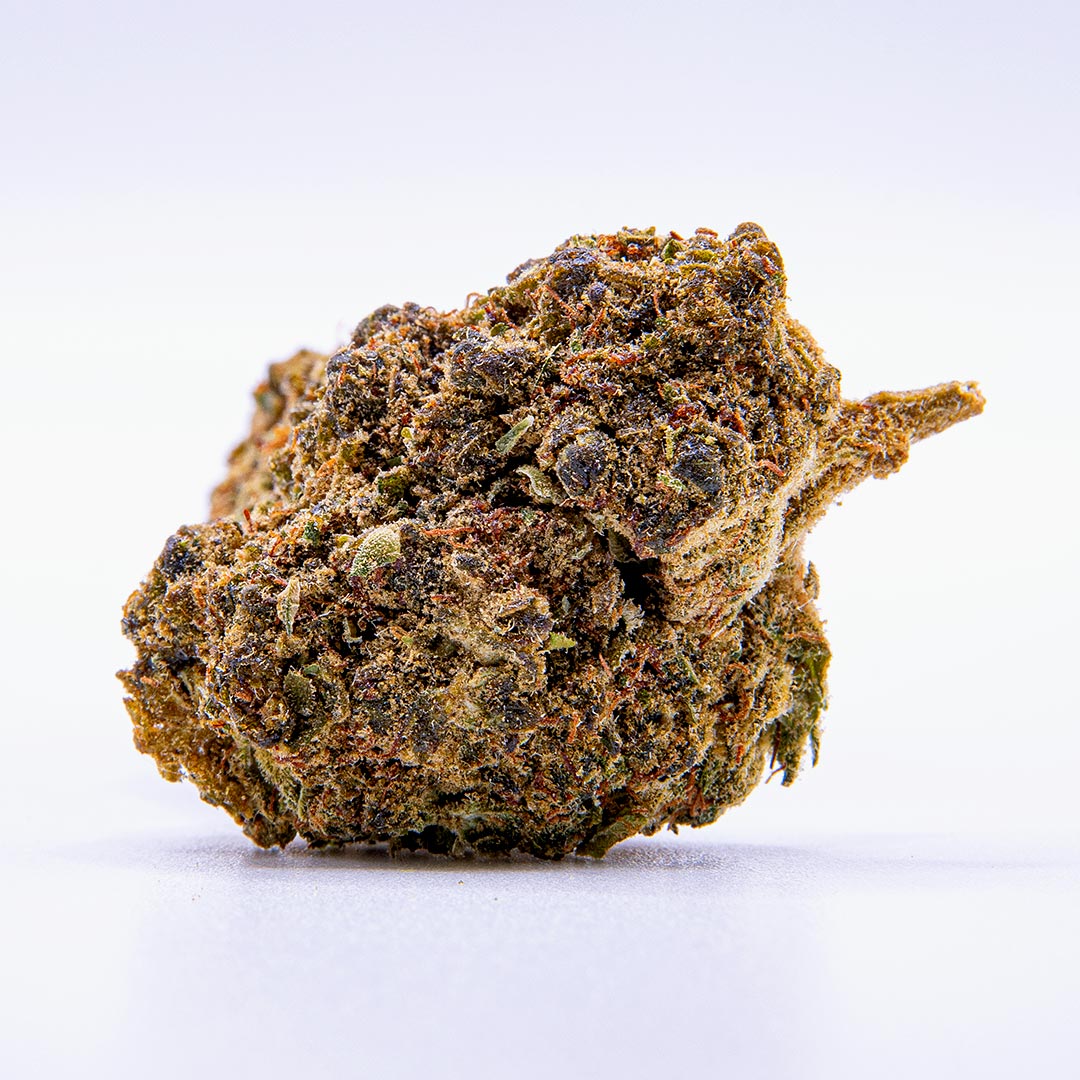 CBD Gorilla Glue Blüte mit dunklen grünen und violetten Nuancen, dichter Harzschicht und orangefarbenen Blütenfäden auf hellem Hintergrund