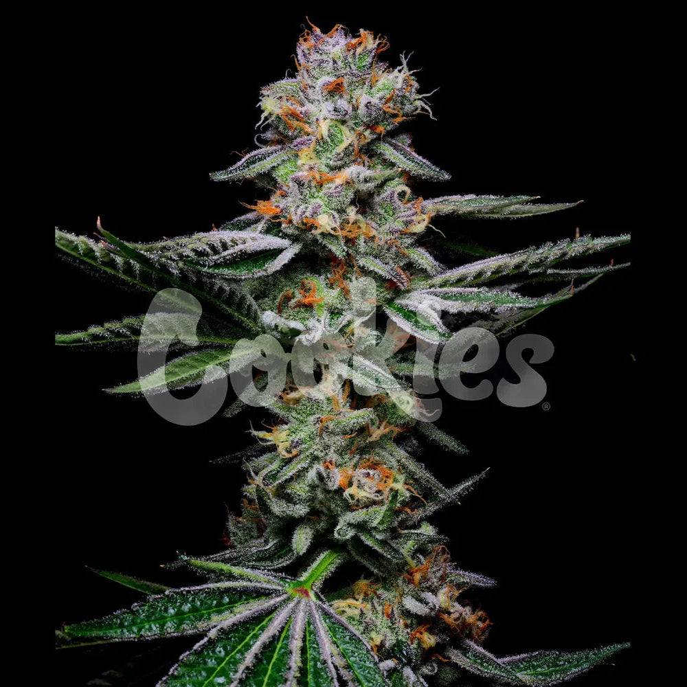 Grapefruitz fem Cannabis-Pflanze mit harzigen Blüten vor neutralem Hintergrund – Cookies Seed Bank
