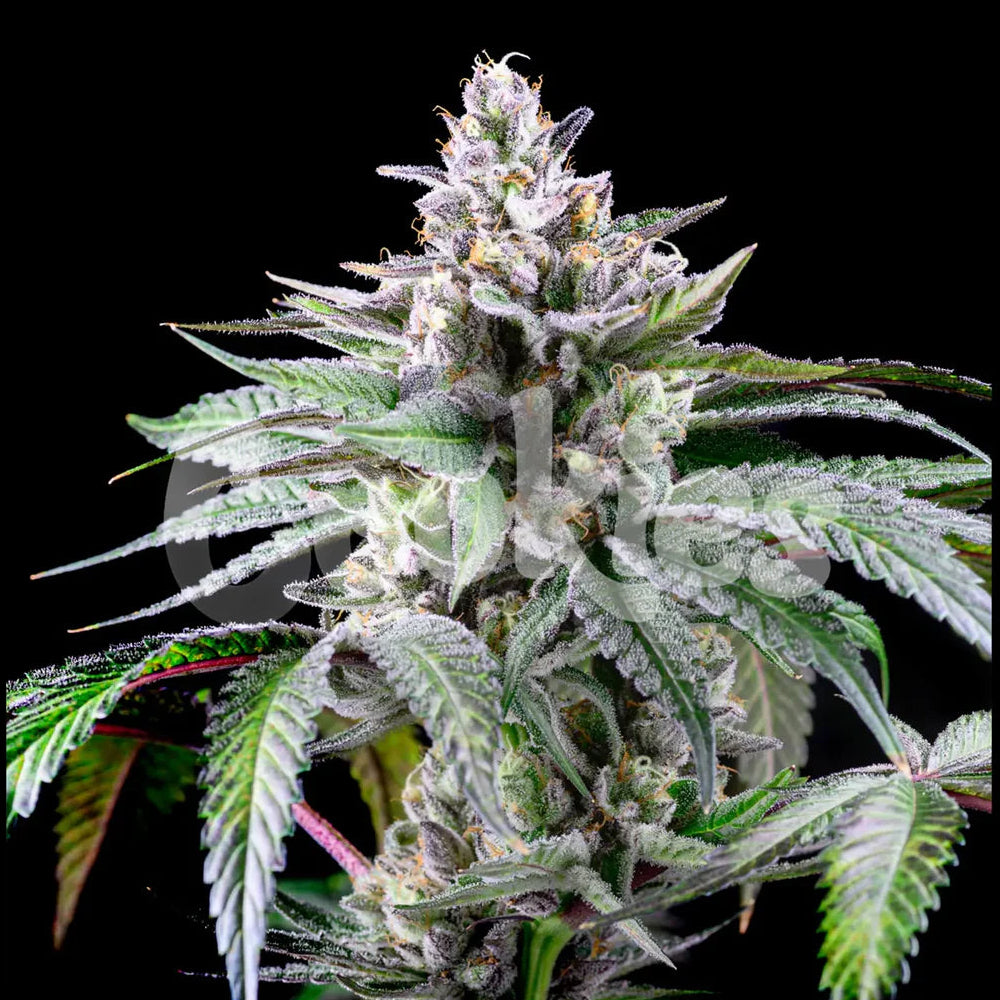 Sunsetz fem Cannabis-Pflanze mit harzigen Blüten vor neutralem Hintergrund – Cookies

