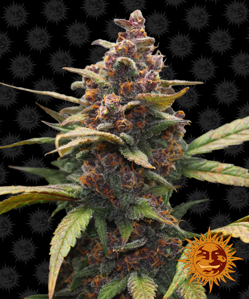 Barney's Farm - AYAHUASCA PURPLE - Feminsiert