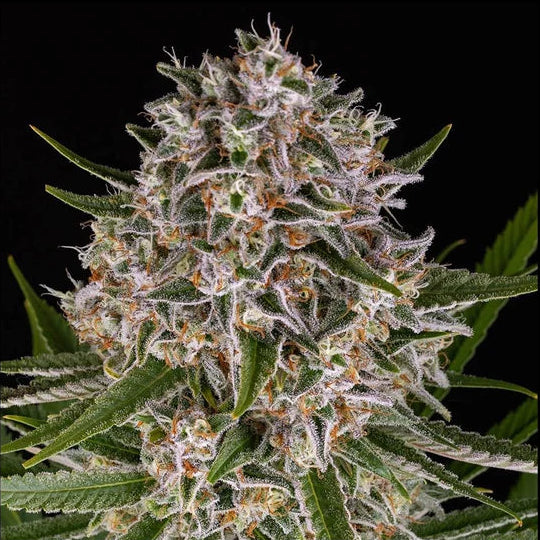 Lemon Haze Automatic Auto Cannabis-Pflanze mit harzigen Blüten vor neutralem Hintergrund – Barneys Farm