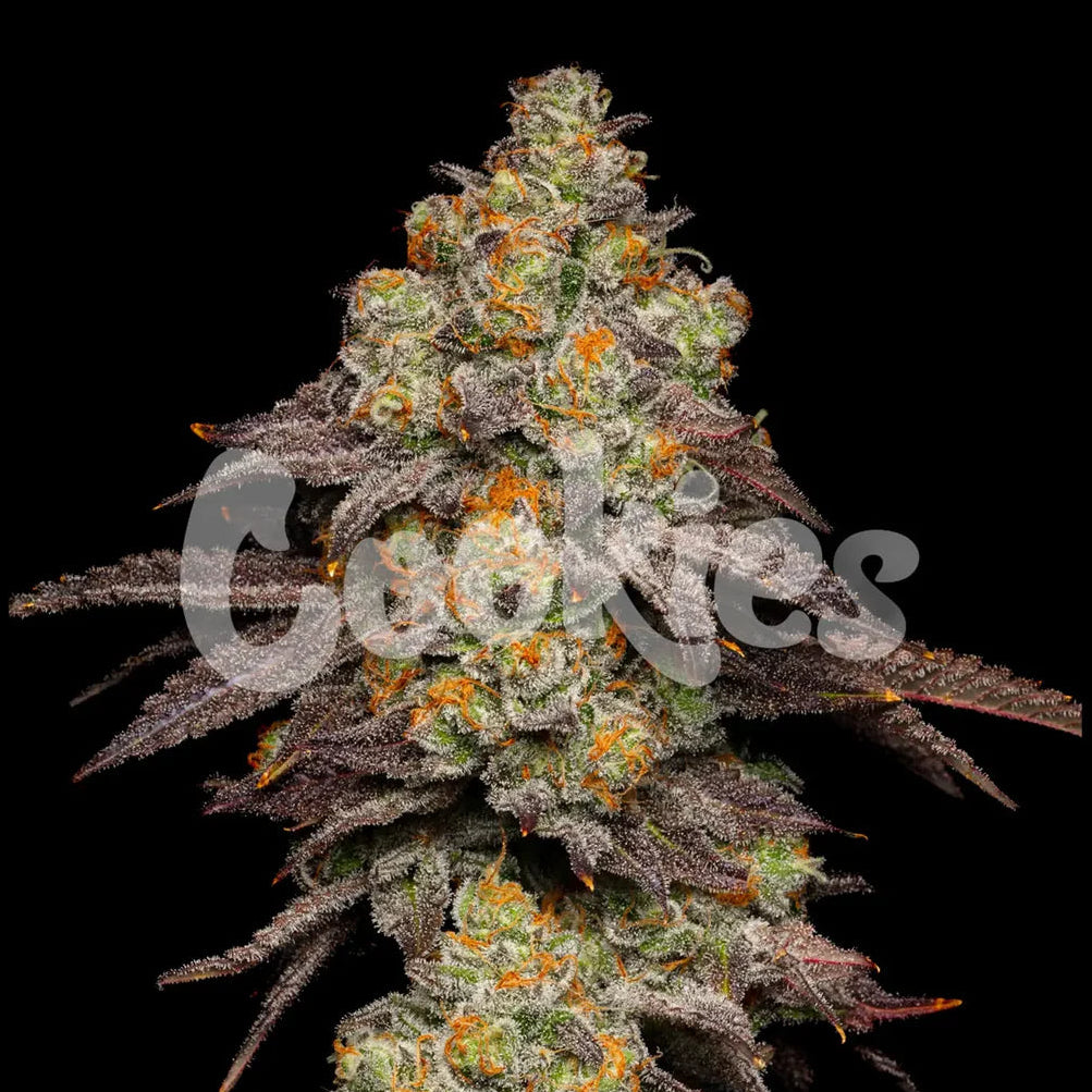 Big Z fem Cannabis-Pflanze mit harzigen Blüten vor neutralem Hintergrund – Cookies Seed Bank