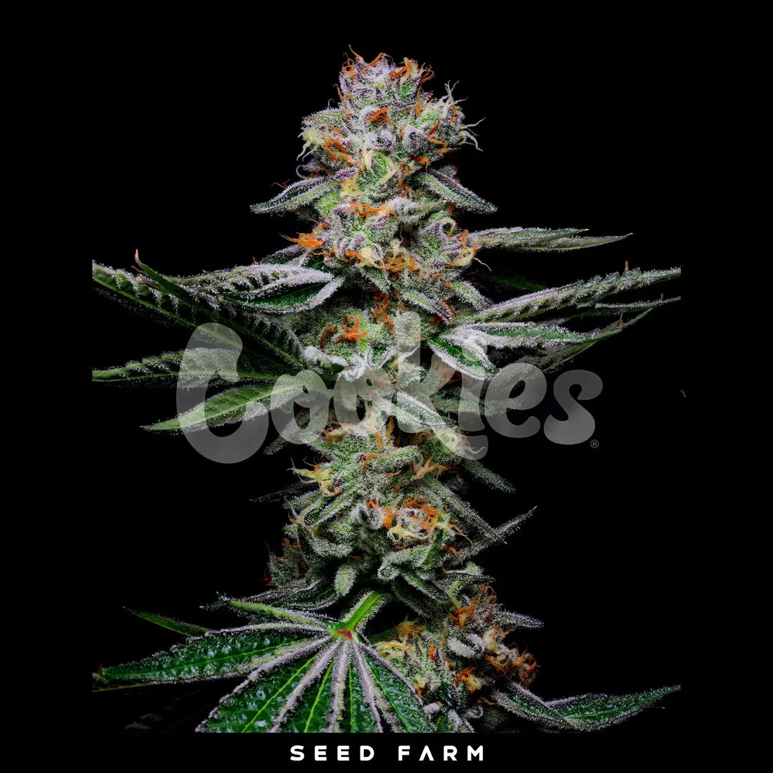 Cookies - GRAPEFRUITZ - Feminsiert