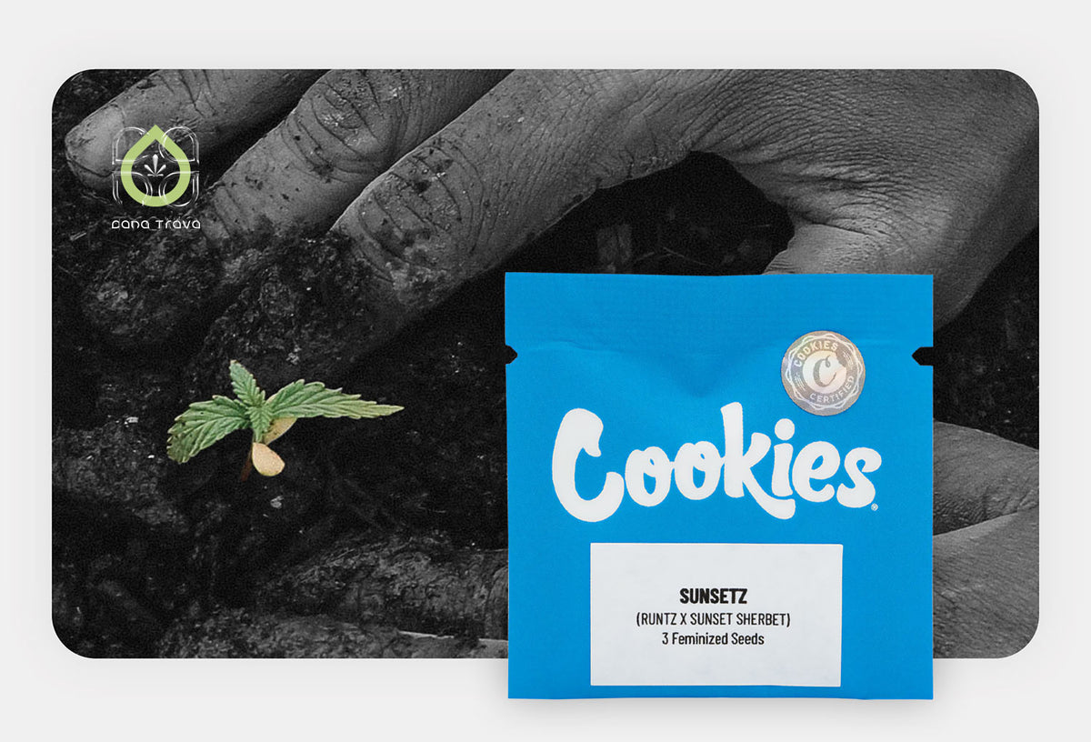 Cookies Sunsetz feminisierte Samenverpackung vor keimendem Cannabissamen in Erde