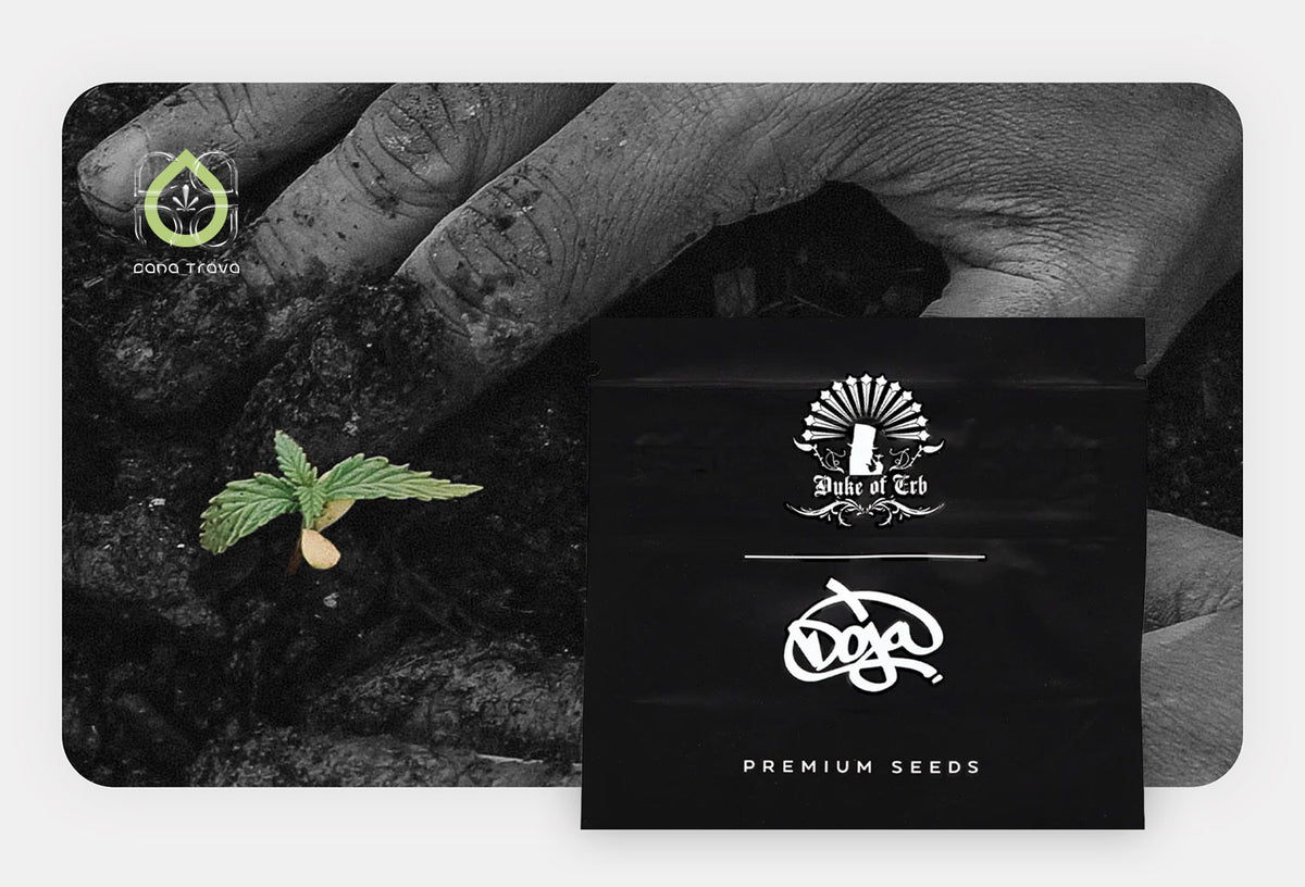 DOJA Duke of Erb Premium Seeds Verpackung vor keimendem Cannabissamen in Erde