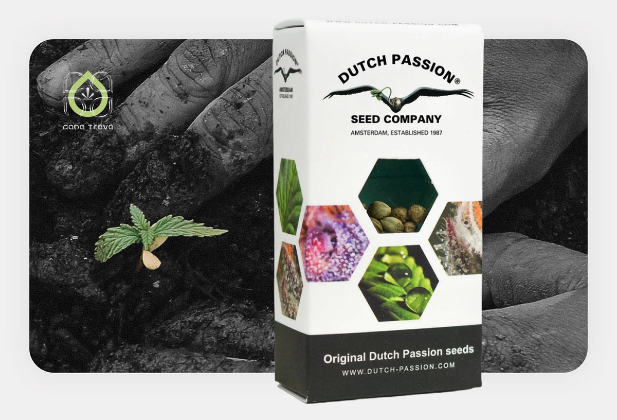 Dutch Passion Samenverpackung vor keimendem Cannabissamen in Erde