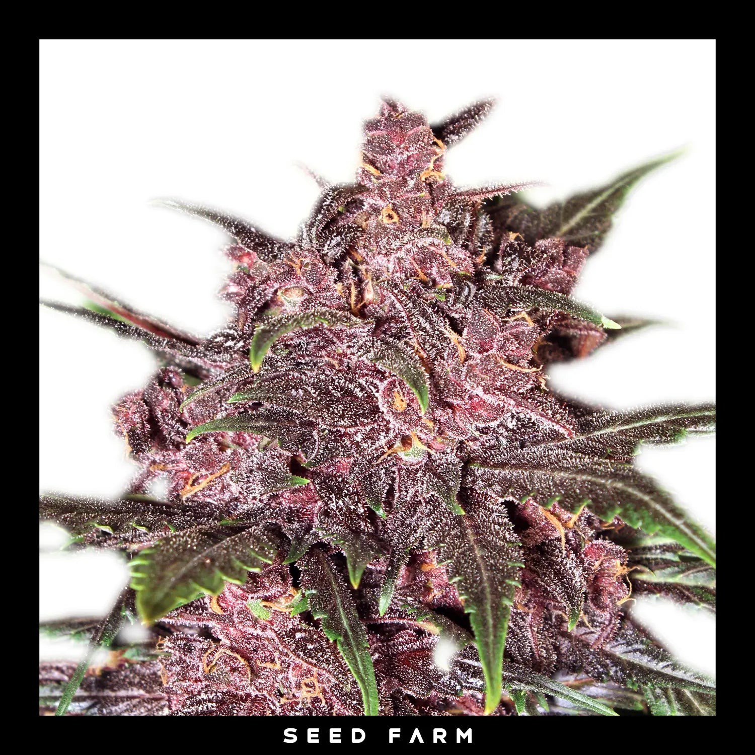 Exotic Seed - BLACK HAZE - Automatic