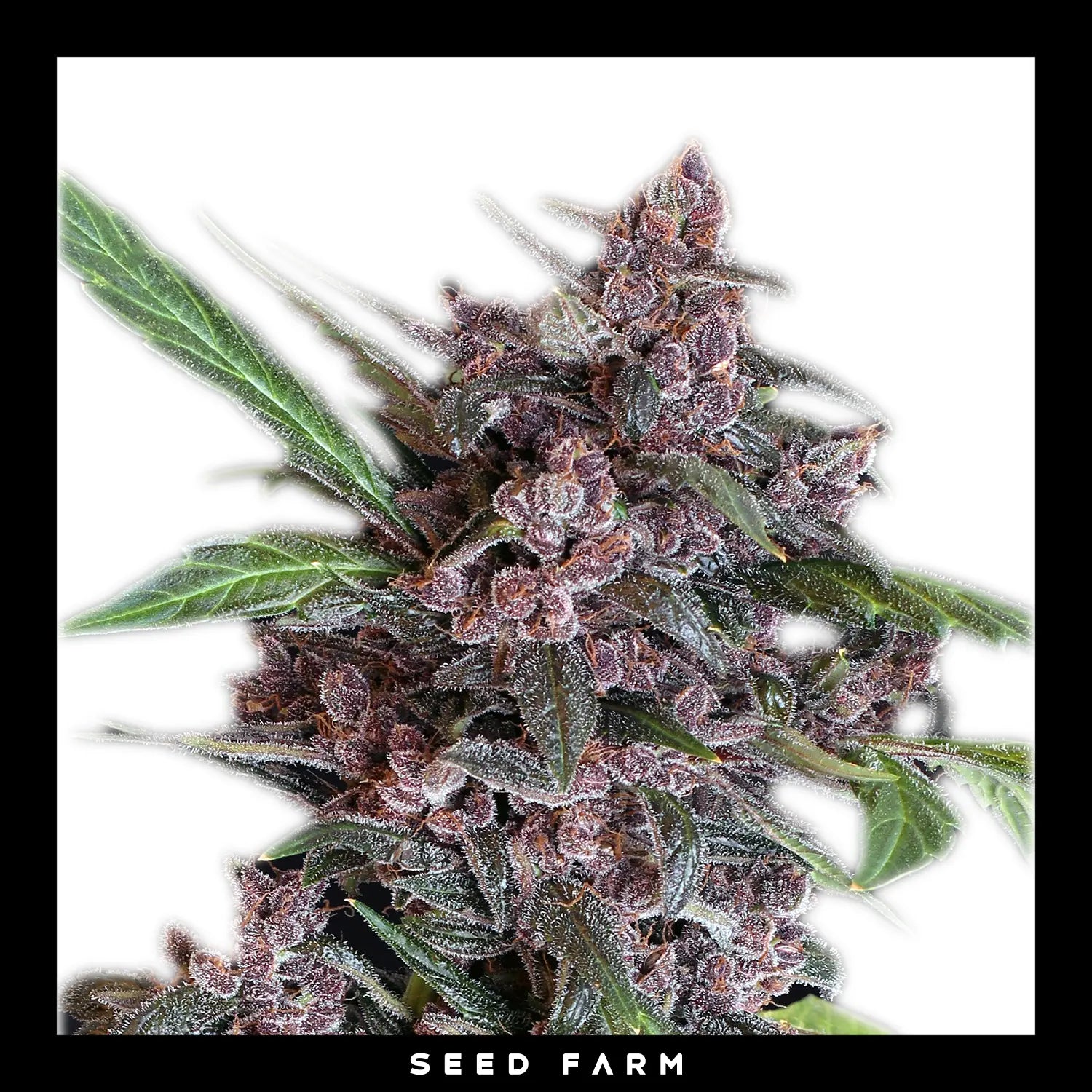 Exotic Seed - BLACK LEMON - Automatic