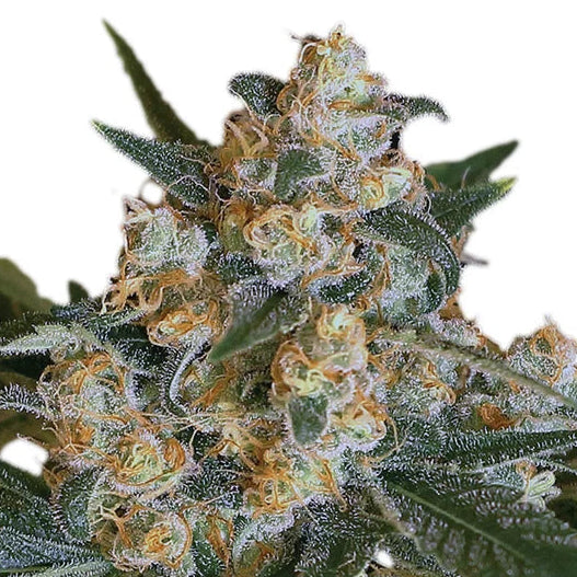Lemon Candy fem Cannabis-Pflanze mit harzigen Blüten vor neutralem Hintergrund – Exotic Seed