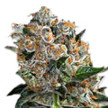 MALASANA COOKIES - Feminisierte Cannabis-Samen