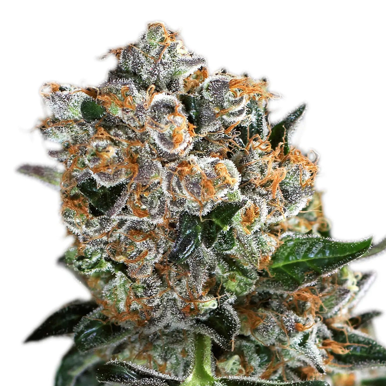 MALASANA COOKIES - Feminisierte Cannabis-Samen