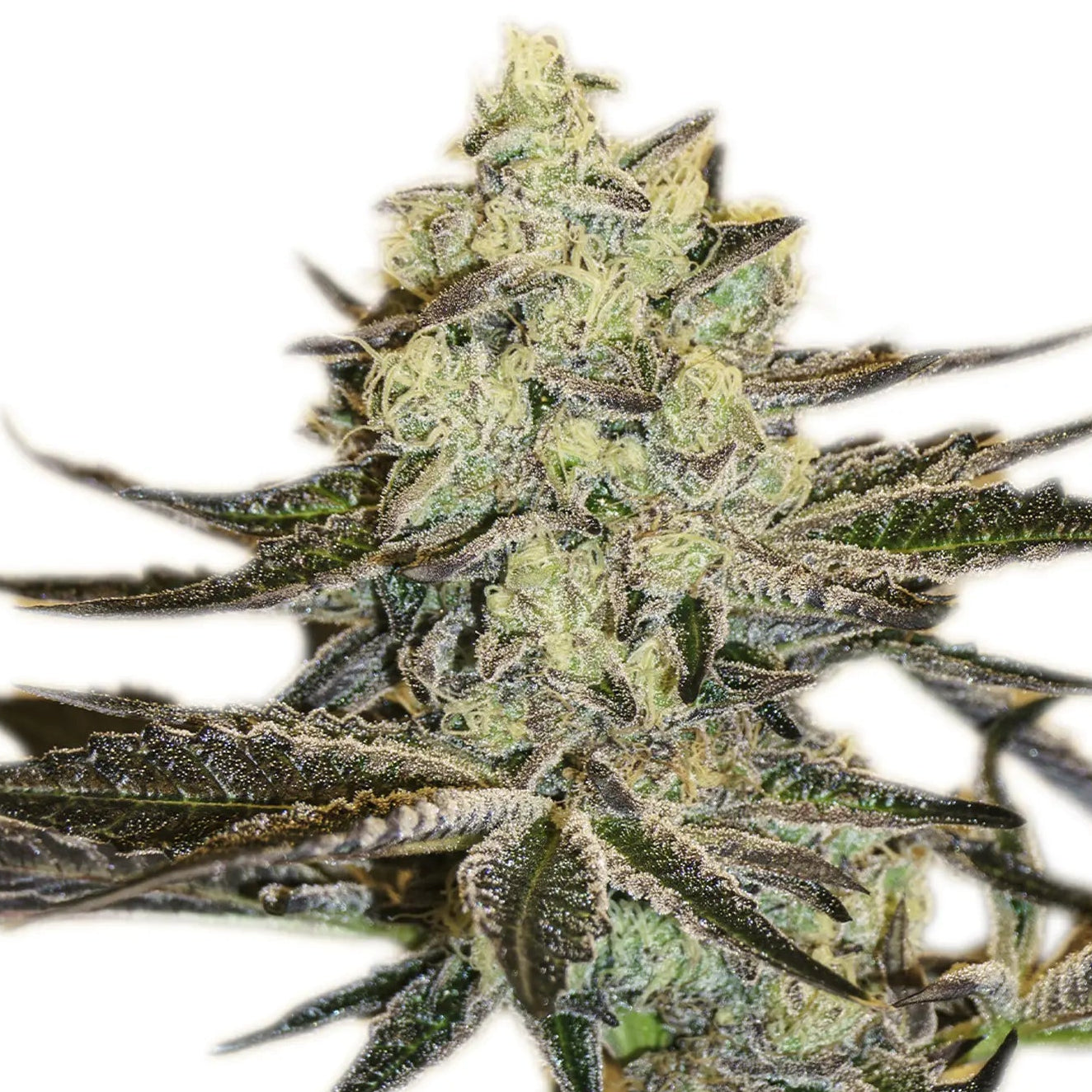 Malasana Gelato fem Cannabis-Pflanze mit harzigen Blüten vor neutralem Hintergrund – Exotic Seed