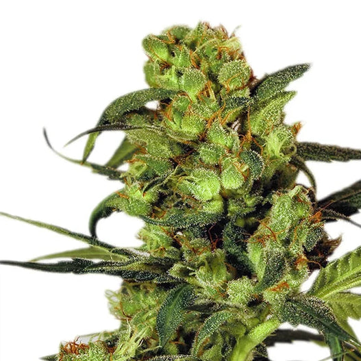 Spicy Bitch fem Cannabis-Pflanze mit harzigen Blüten vor neutralem Hintergrund – Exotic Seed