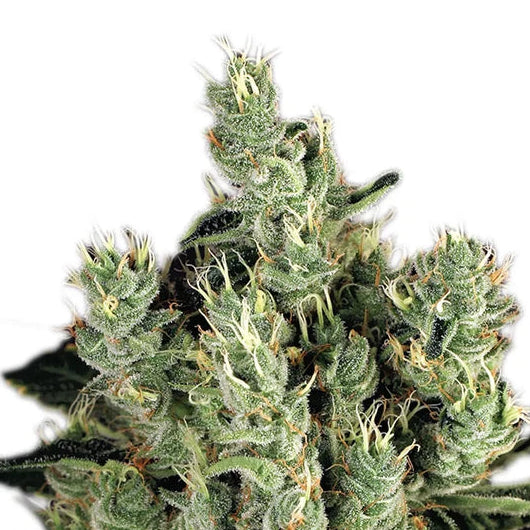 Tangerine Band fem Cannabis-Pflanze mit harzigen Blüten vor neutralem Hintergrund – Exotic Seed