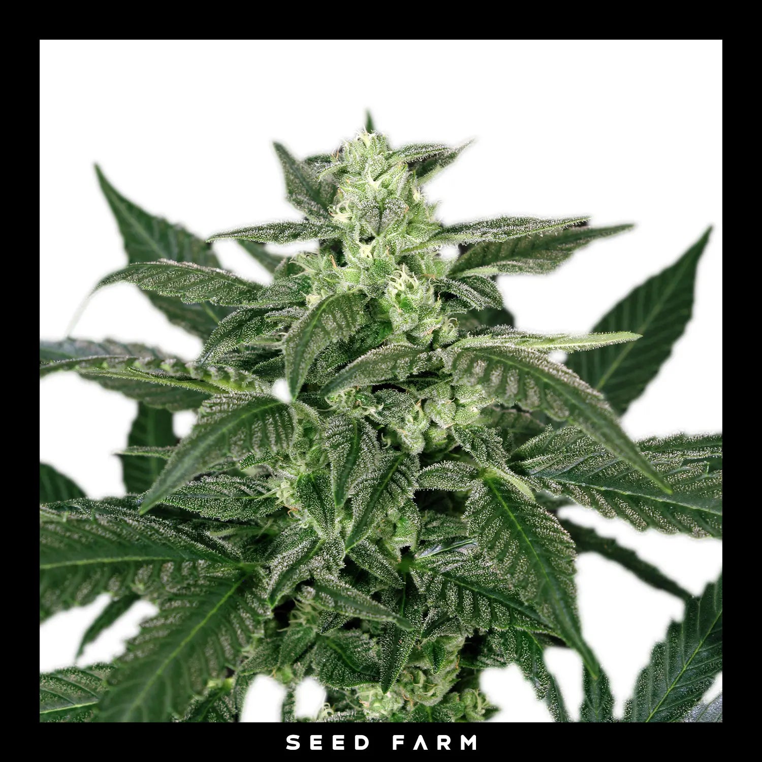 Exotic Seed - TRIPLE A - Automatic