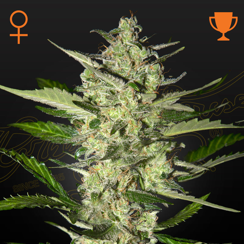 GHSC - SWEET VALLEY KUSH - Feminisiert