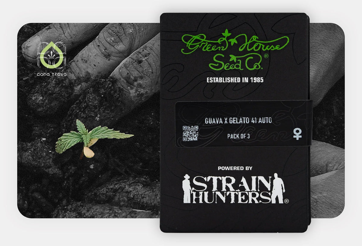Green House Seed Co. Guava x Gelato 41 Auto Samenverpackung vor keimendem Cannabissamen in Erde
