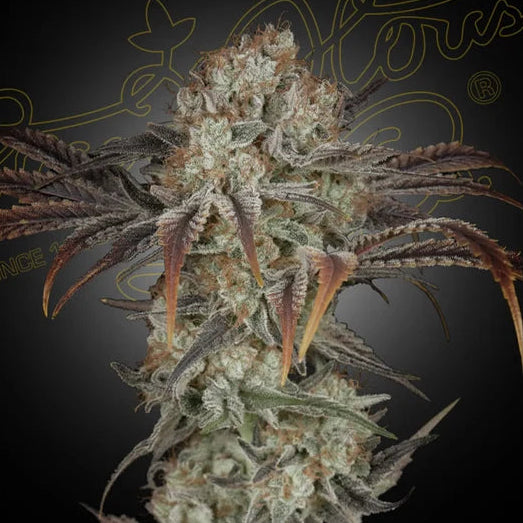 Money Maker fem Cannabis-Pflanze mit harzigen Blüten vor neutralem Hintergrund – Green Hous Seed Co.