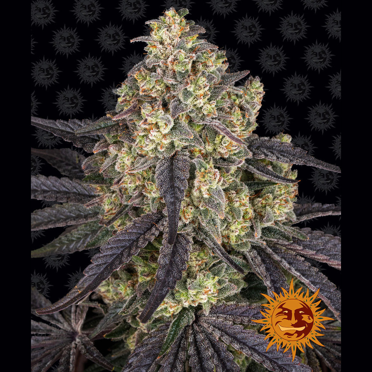 Barney's Farm - KUSH MINTZ - Feminsiert