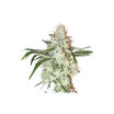 Super Sativa Seed Club - LEMON OG - Feminisiert