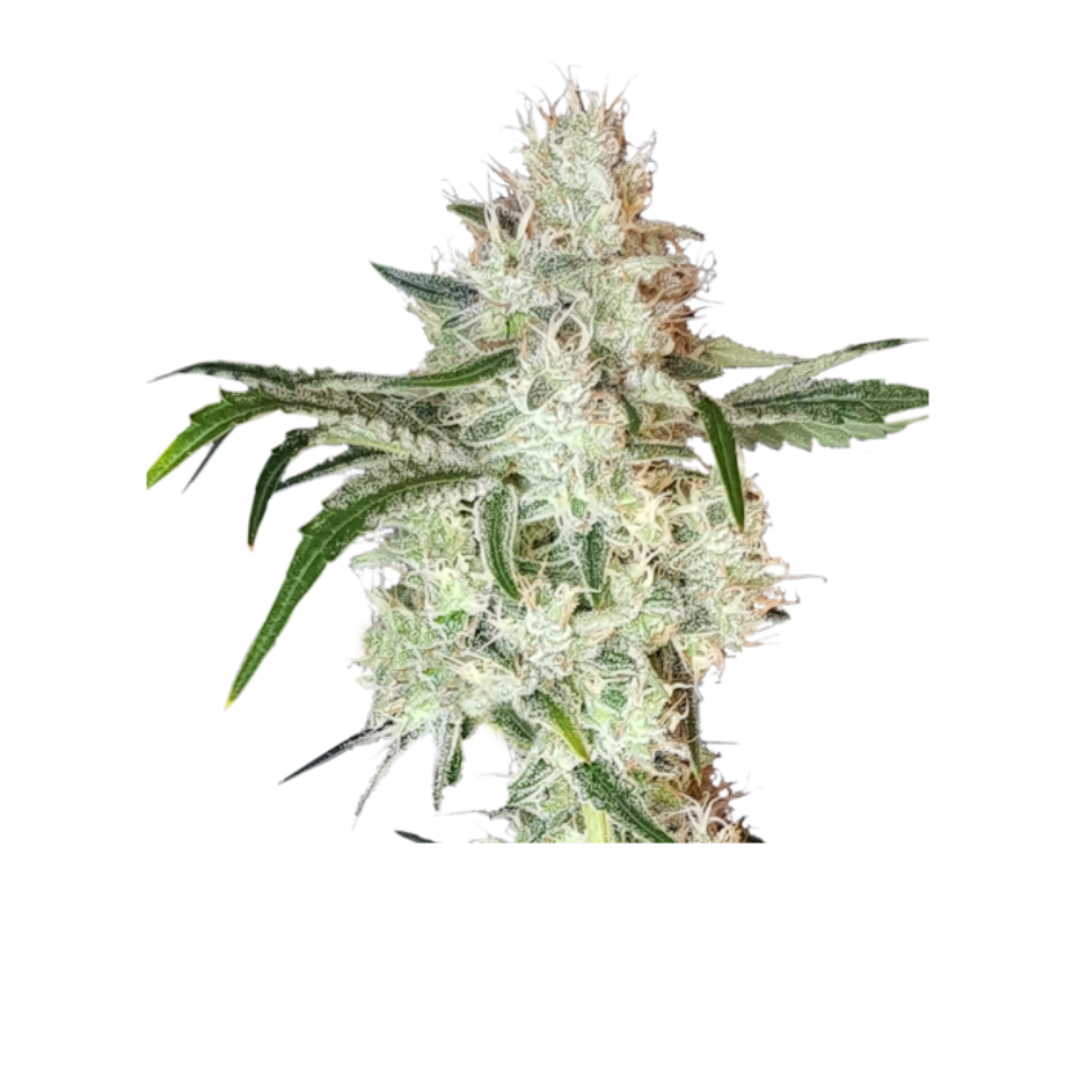 Lemon OG fem Cannabis-Pflanze mit harzigen Blüten vor neutralem Hintergrund – Super Sativa Seed Club