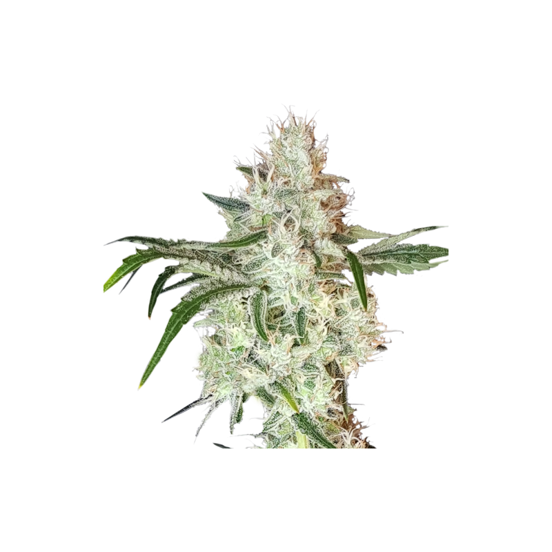 Super Sativa Seed Club - LEMON OG - Feminisiert