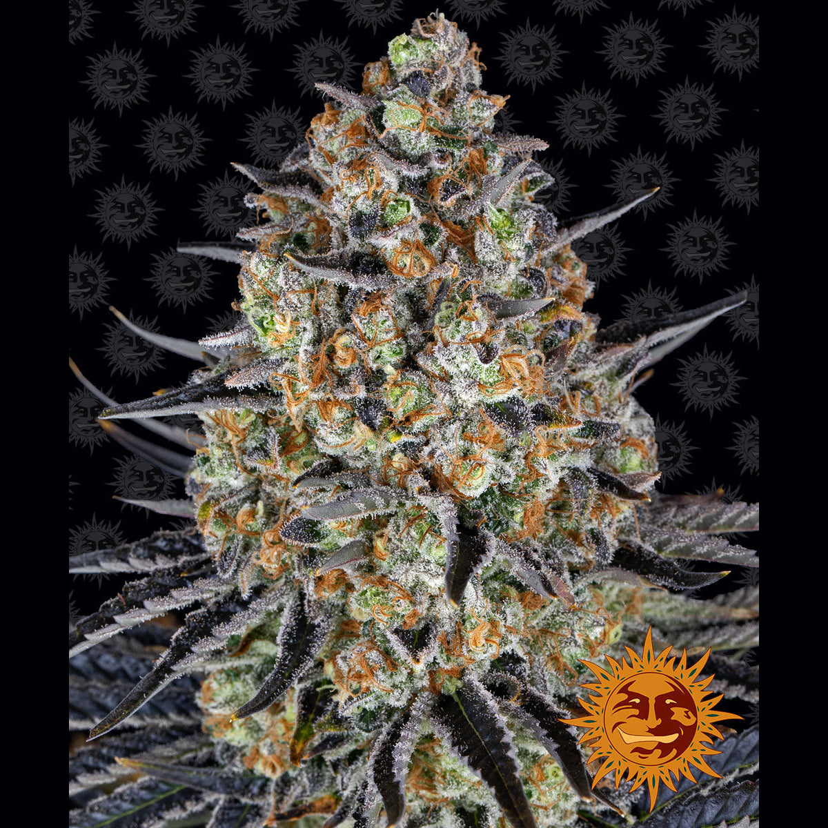 Barney's Farm - LSD - Feminsiert