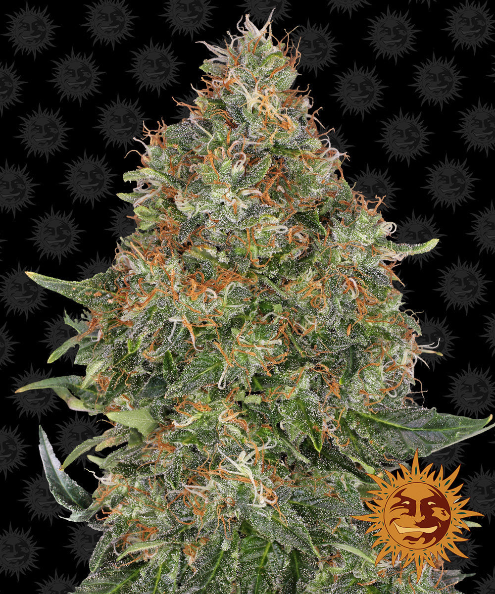 Barney's Farm -PINEAPPLE EXPRESS - Automatic