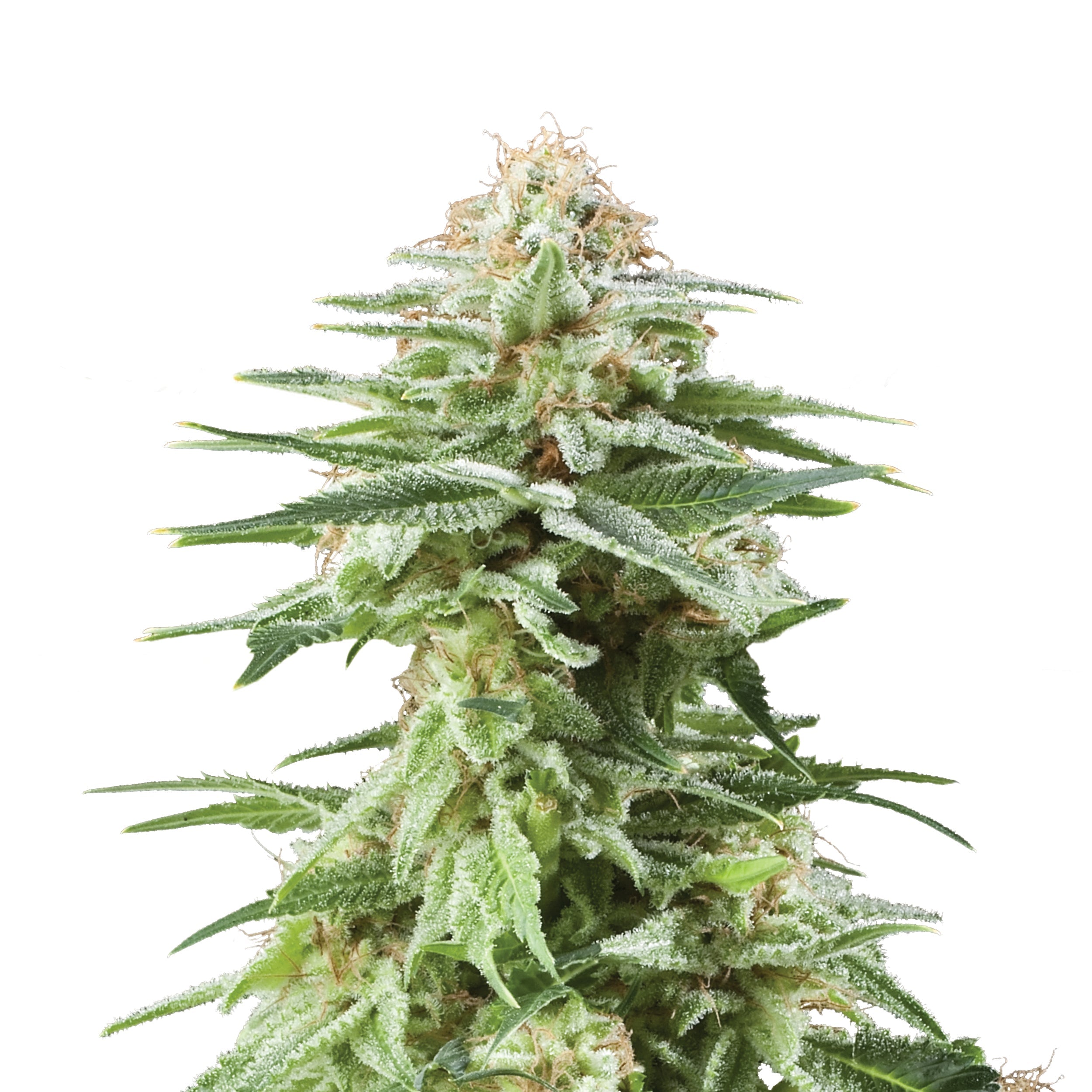 Royal Queen Seeds - WHITE WIDOW - Feminsiert