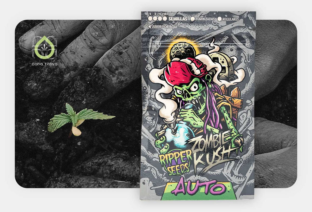 Ripper Seeds Zombie Kush Auto Samenverpackung vor keimendem Cannabissamen in Erde