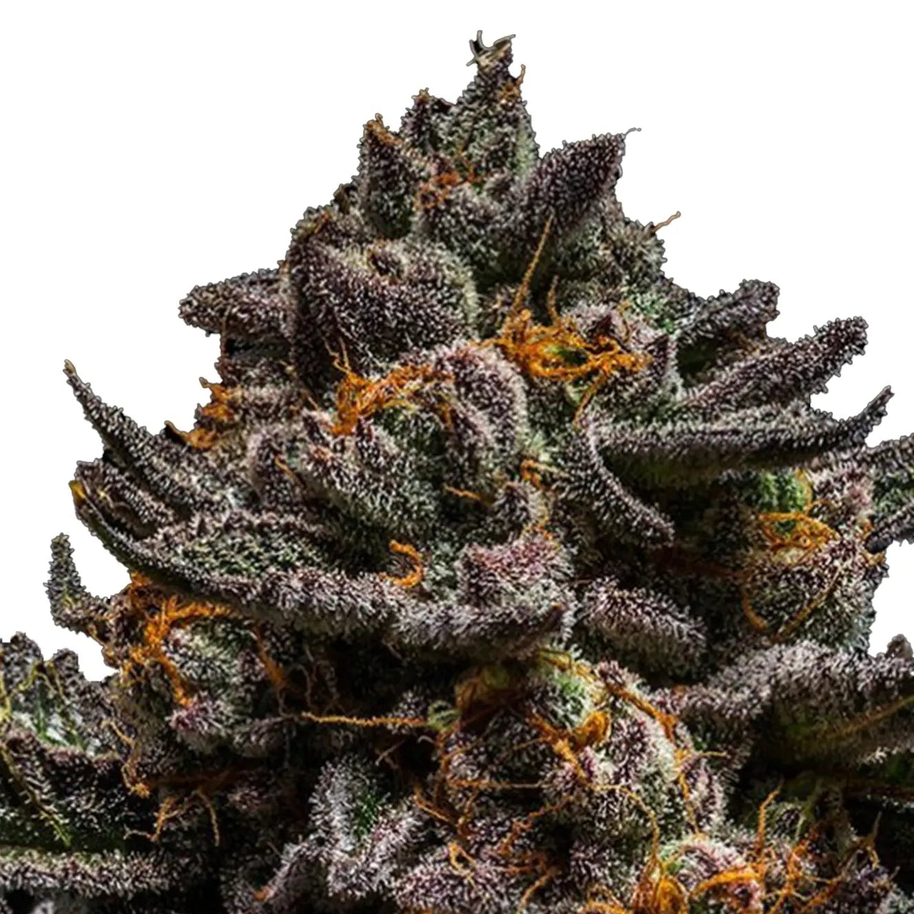 Brain Cake fem Cannabis-Pflanze mit harzigen Blüten vor neutralem Hintergrund – Ripper Seeds