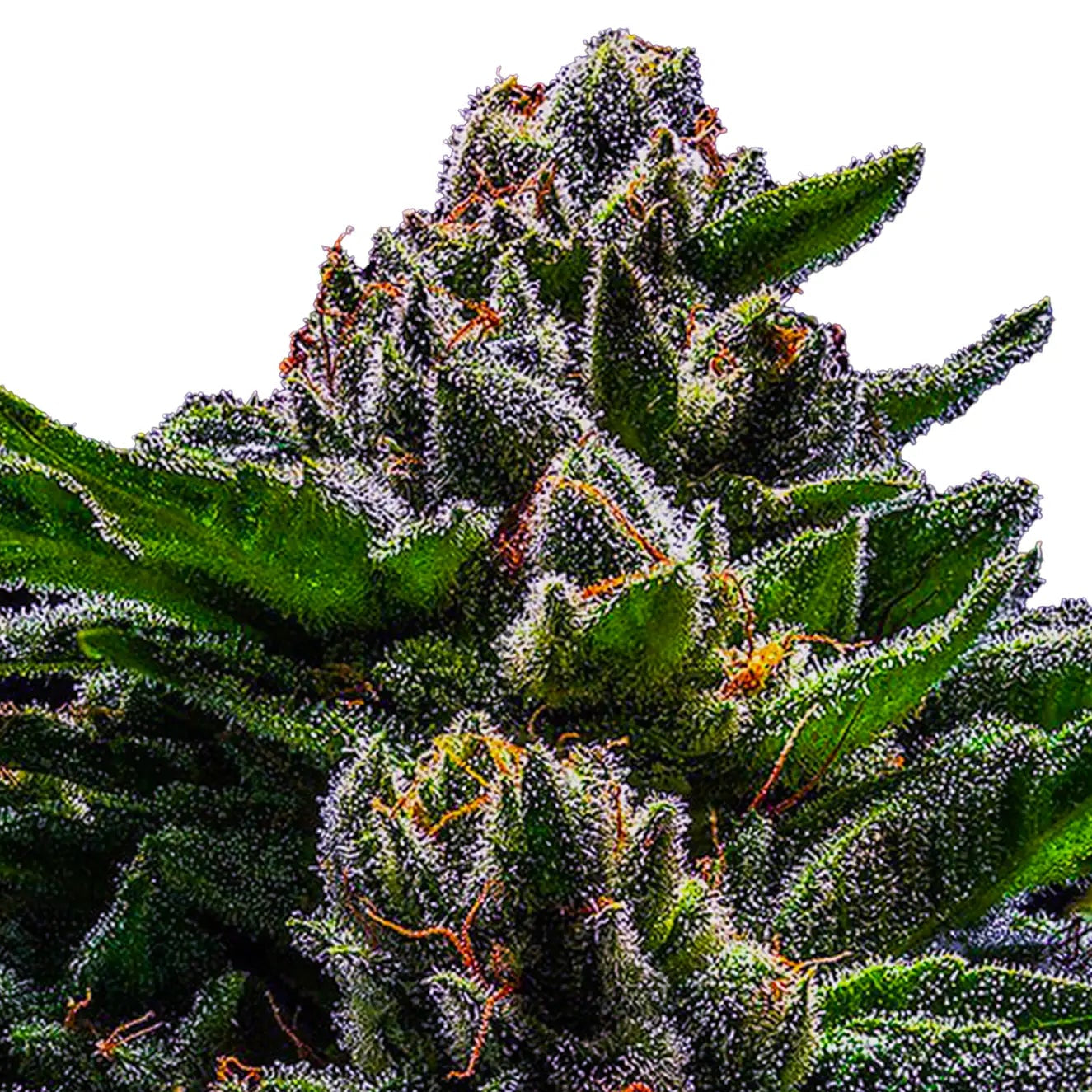 DO-G fem Cannabis-Pflanze mit harzigen Blüten vor neutralem Hintergrund – Ripper Seeds