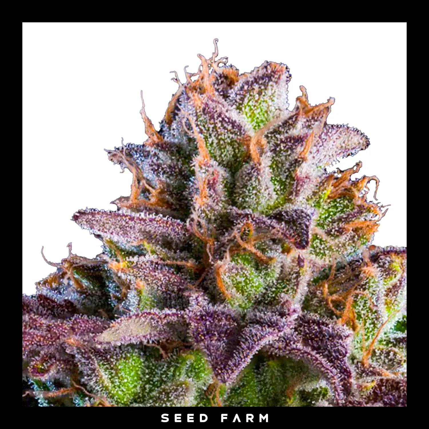 Ripper Seeds - K-MINTZ - Automatic