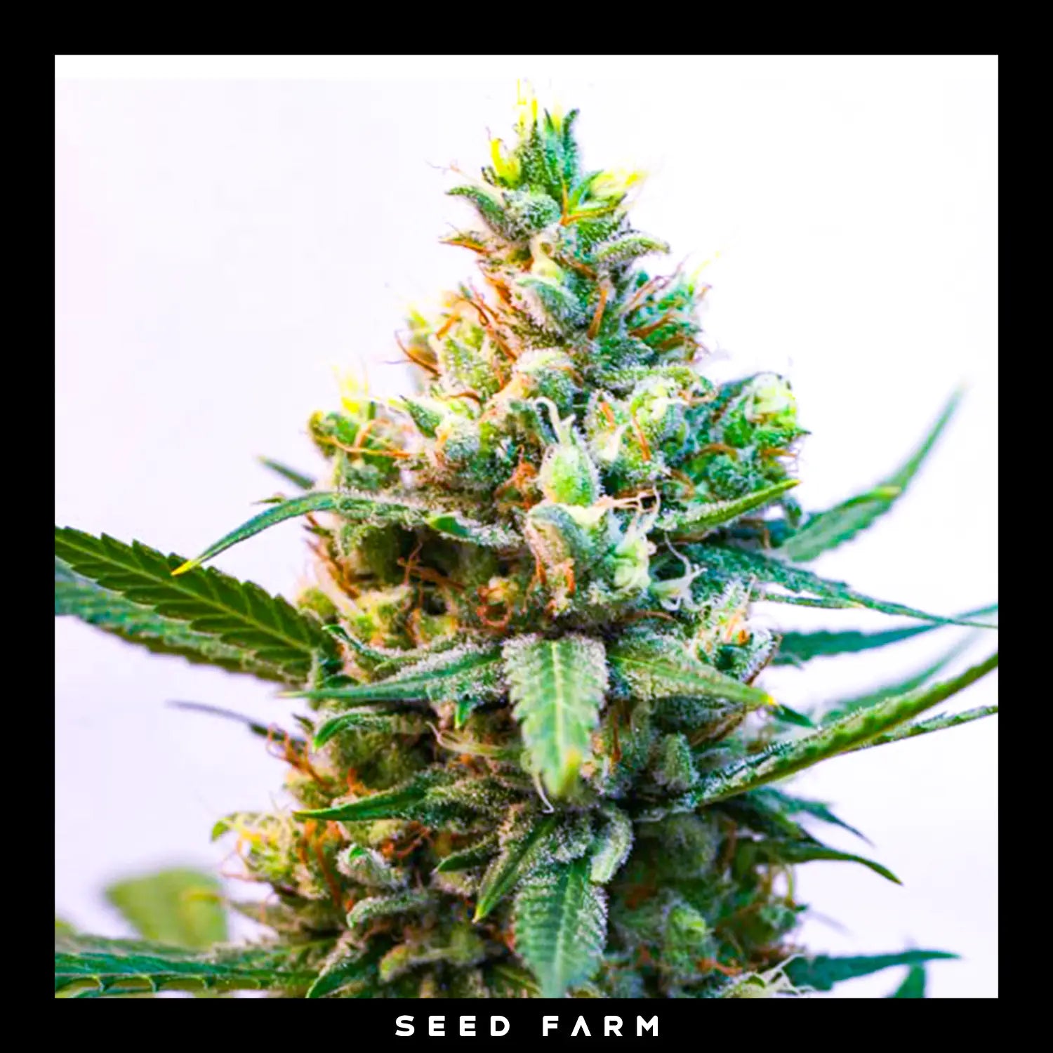 Ripper Seeds - TOXIC - Feminsiert