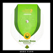 AMNESIA HAZE - Autoflower Cannabis-Samen