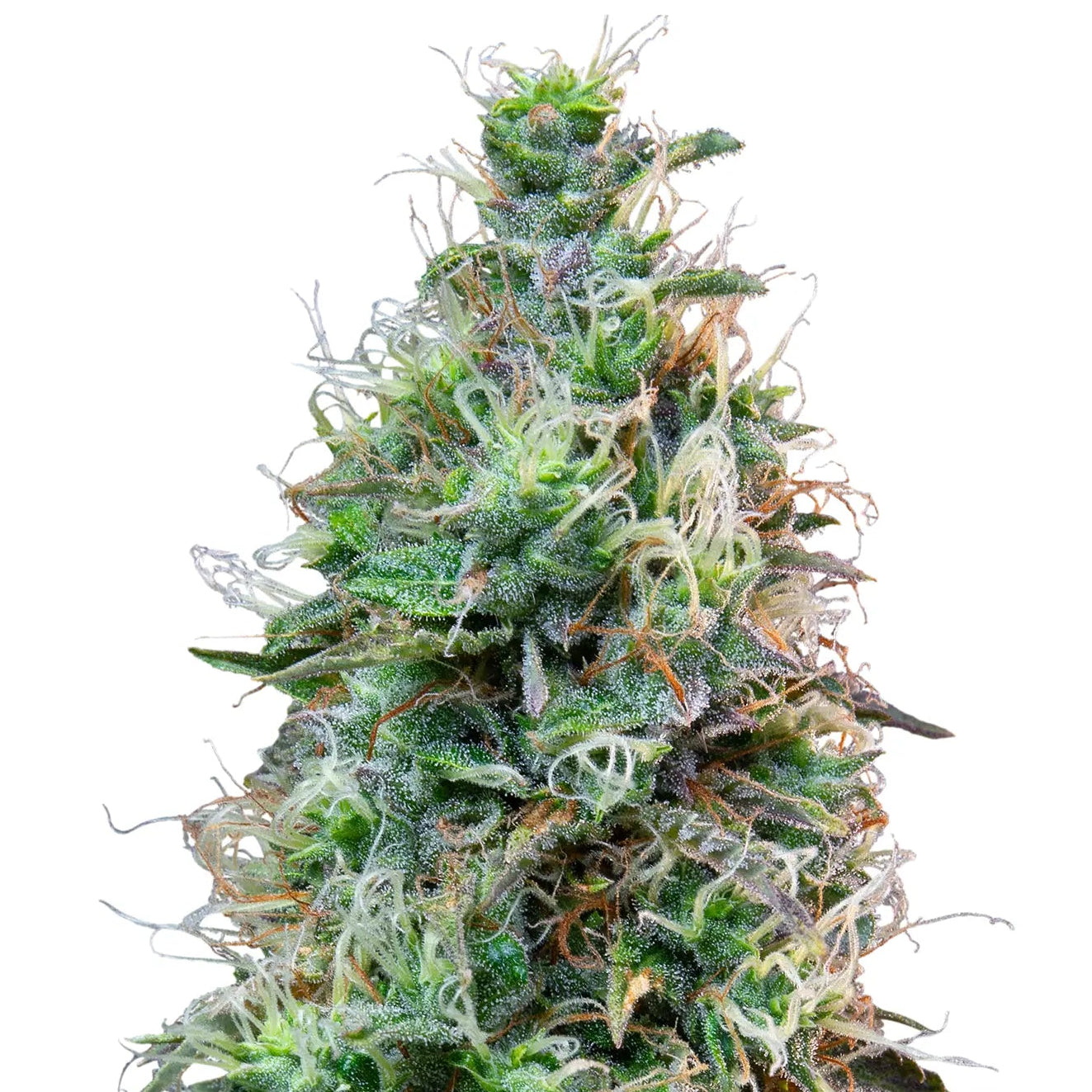 Amnesia Haze Auto Cannabis-Pflanze mit harzigen Blüten vor neutralem Hintergrund – Royal Queen Seeds