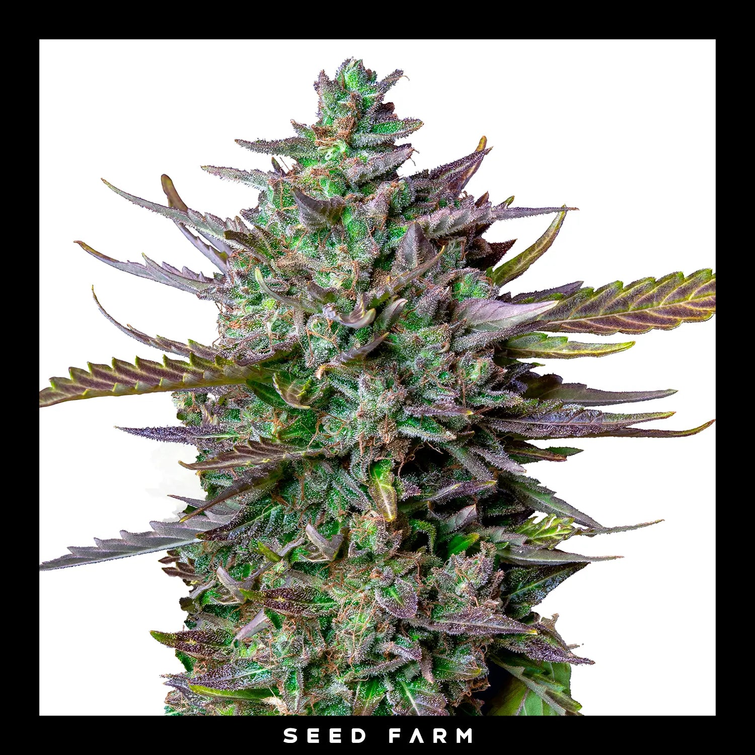 Royal Queen Seeds - BLUE CHEESE - Automatic