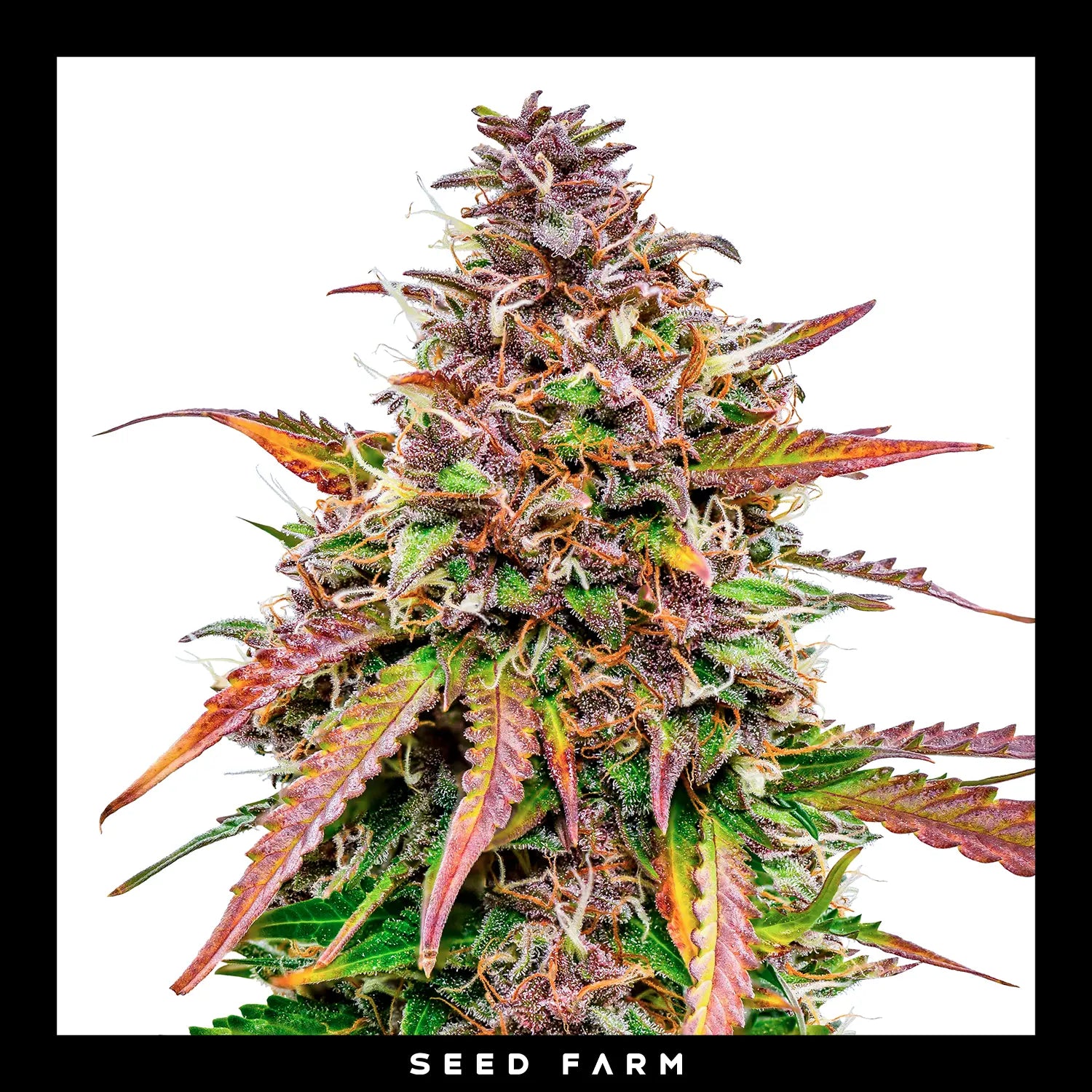 Royal Queen Seeds - BUBBLE KUSH - Automatic