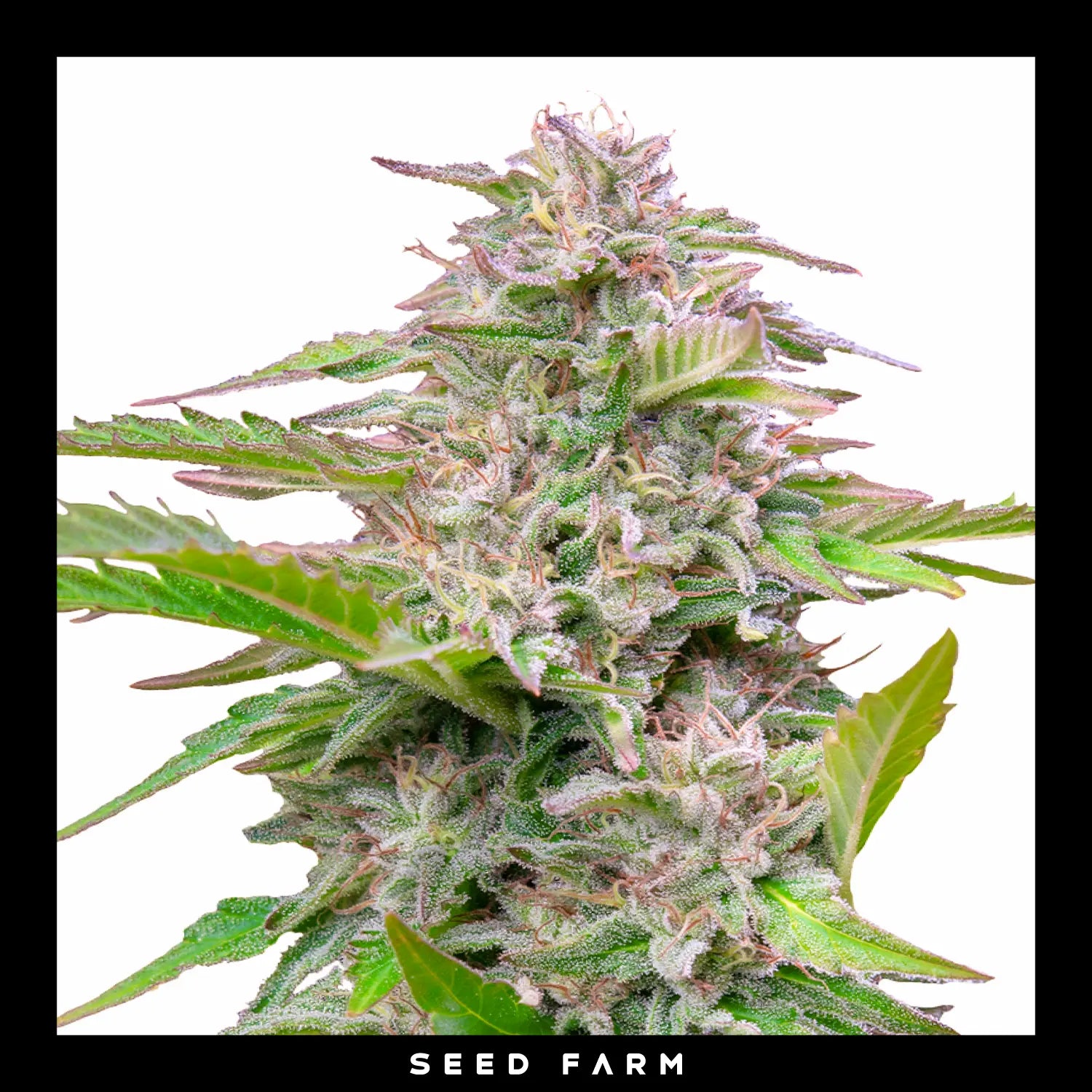 Royal Queen Seeds - CRITICAL - Feminsiert