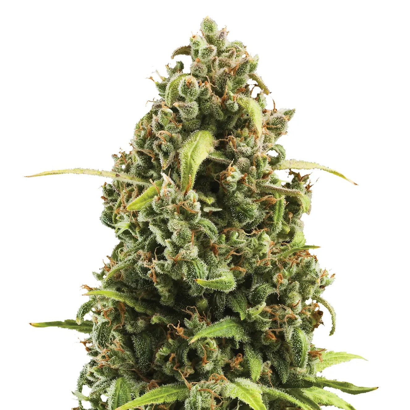 Diesel Auto Cannabis-Pflanze mit harzigen Blüten vor neutralem Hintergrund – Royal Queen Seeds