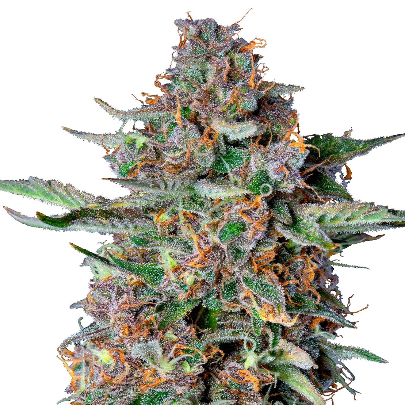 Do-Si-Dos Auto Cannabis-Pflanze mit harzigen Blüten vor neutralem Hintergrund – Royal Queen Seeds