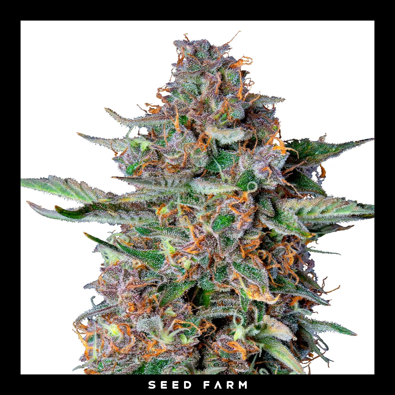 Royal Queen Seeds - DO-SI-DOS - Automatic