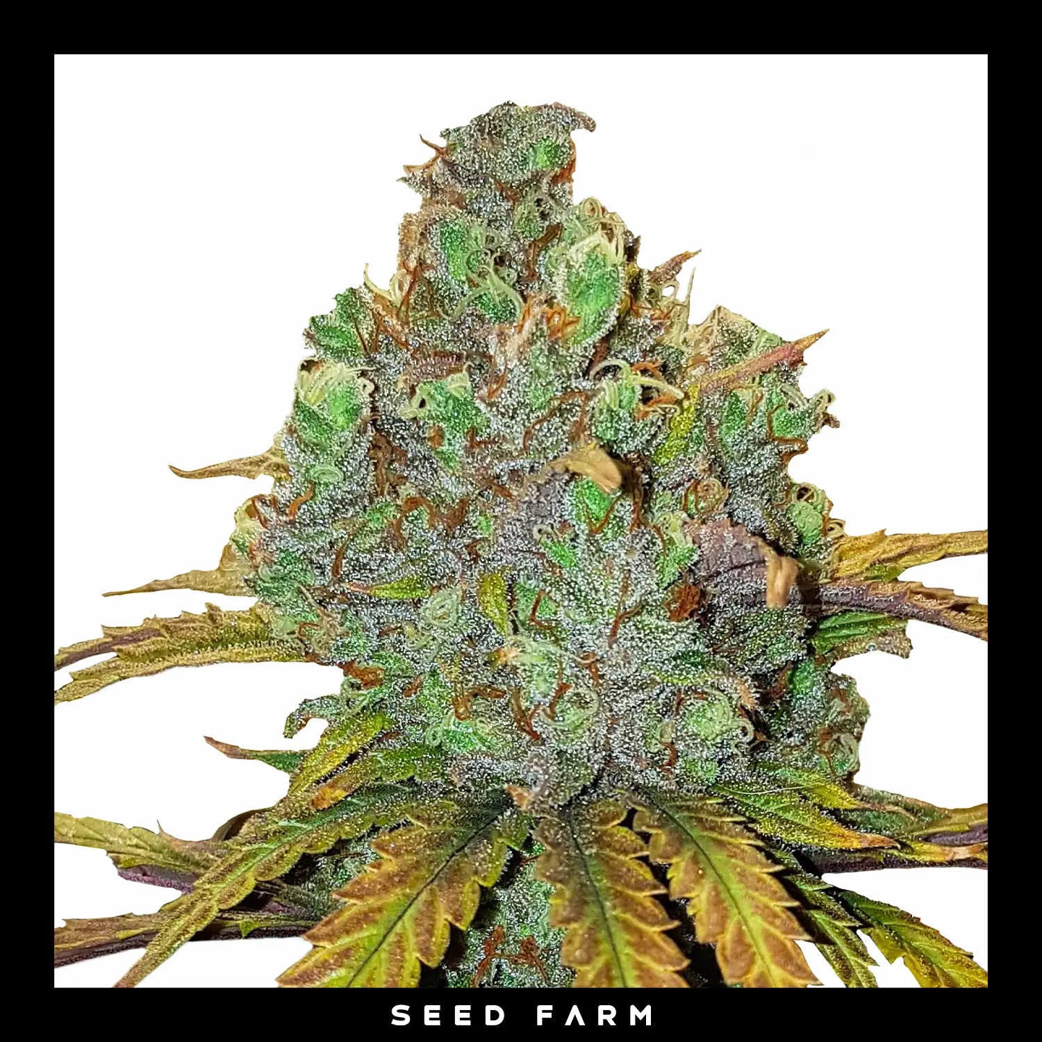 Royal Queen Seeds - EL PATRON - Feminsiert