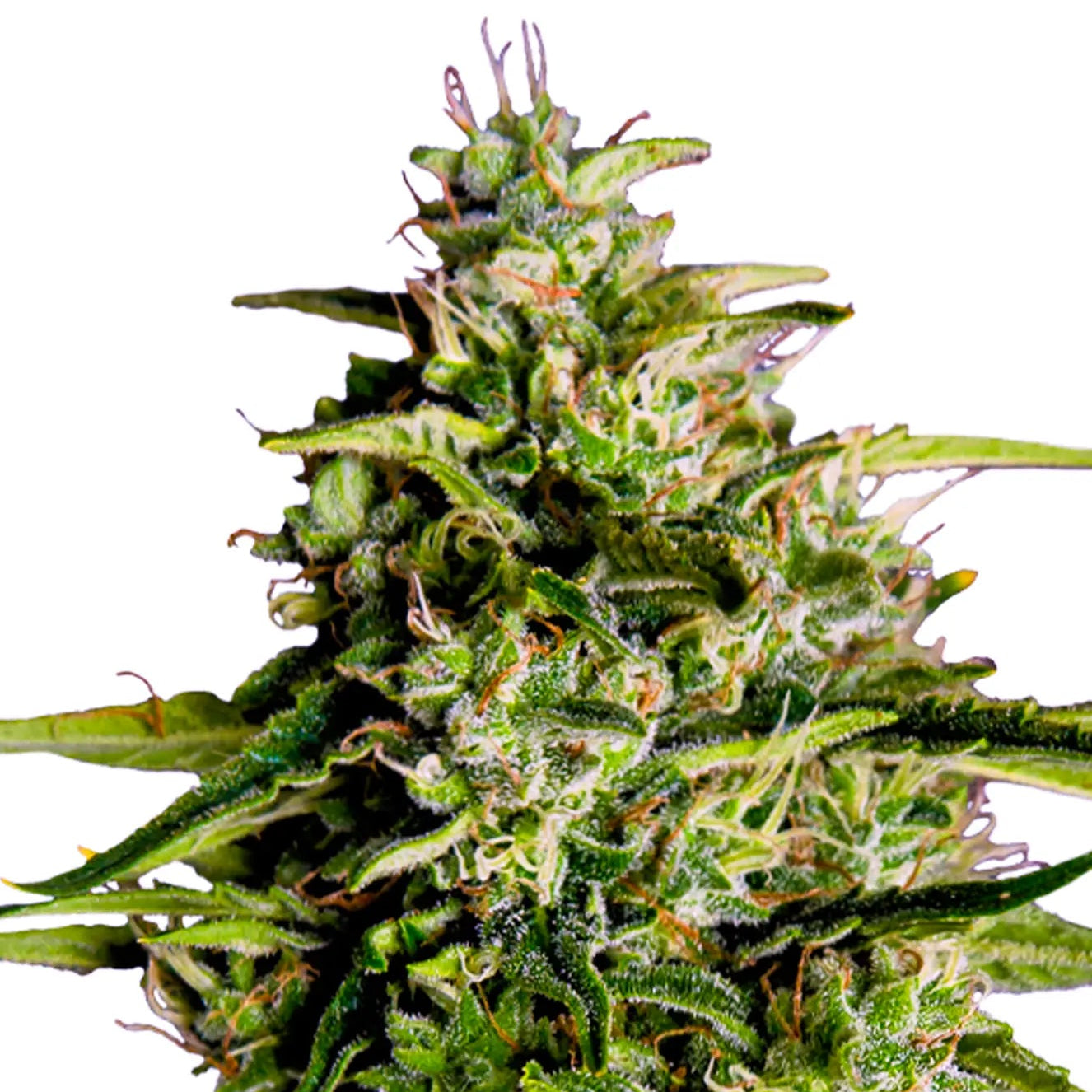 Milky Way F1 Auto Cannabis-Pflanze mit harzigen Blüten vor neutralem Hintergrund – Royal Queen Seeds