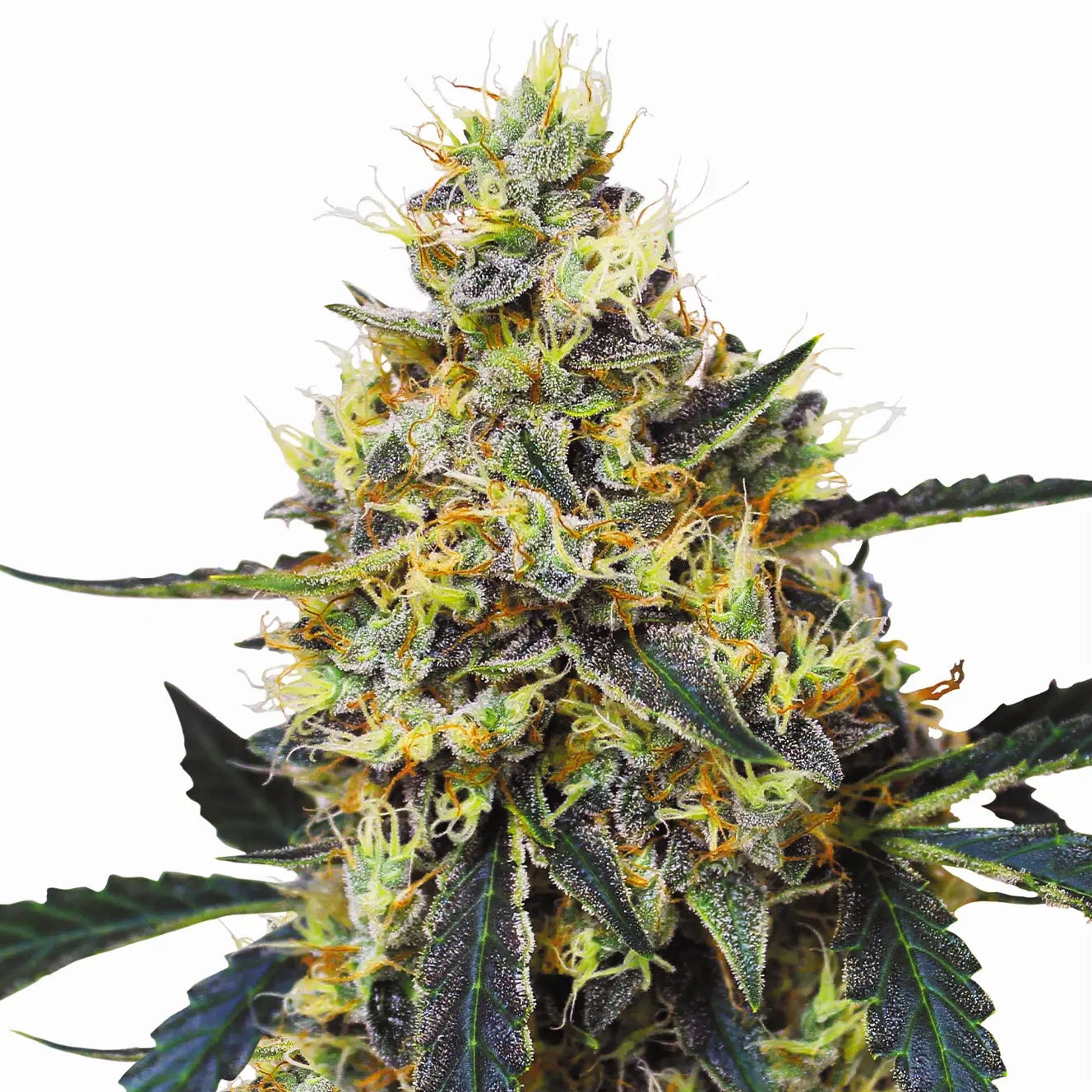 Mimosa fem Cannabis-Pflanze mit harzigen Blüten vor neutralem Hintergrund – Royal Queen Seeds