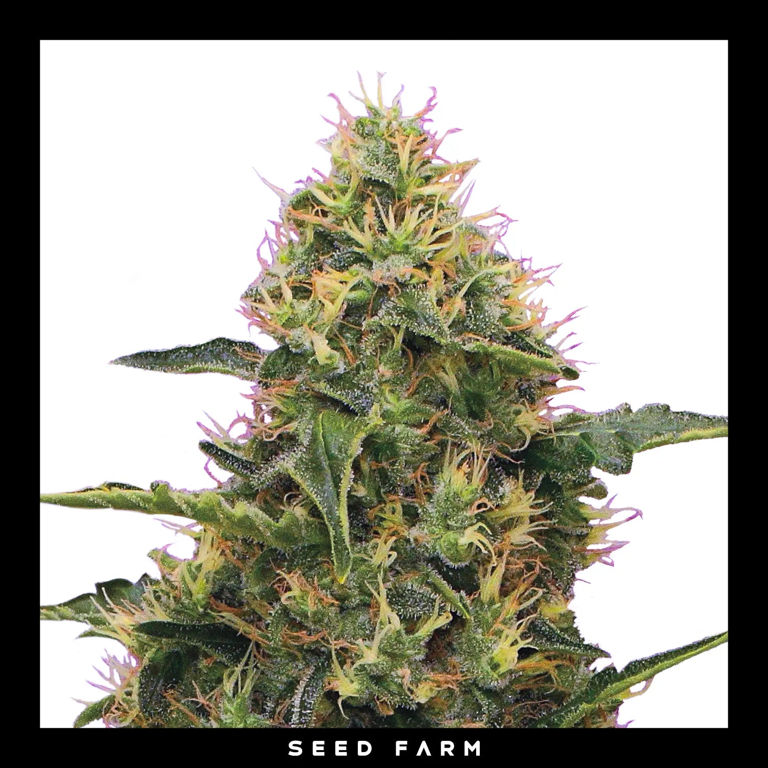 Royal Queen Seeds - NORTHERN LIGHT - Feminsiert