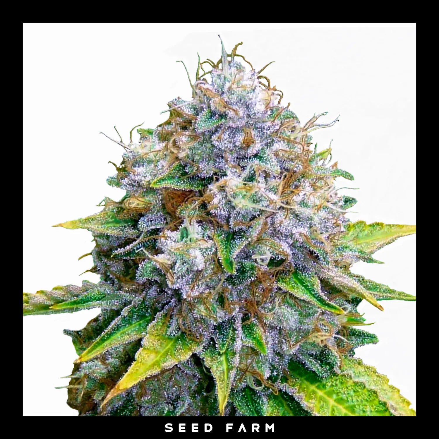 Royal Queen Seeds -  OG KUSH - Feminsiert